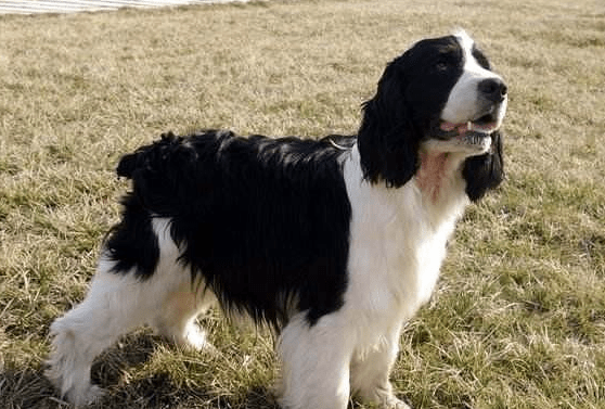 可卡和史宾格犬哪个好?不比较怎么看得出来