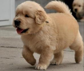 金毛犬多大开始训练?穷人家的孩子早当家