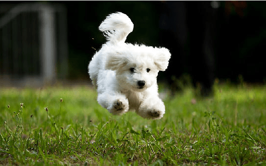 比熊犬吃什么!这样喂才会茁壮成长~