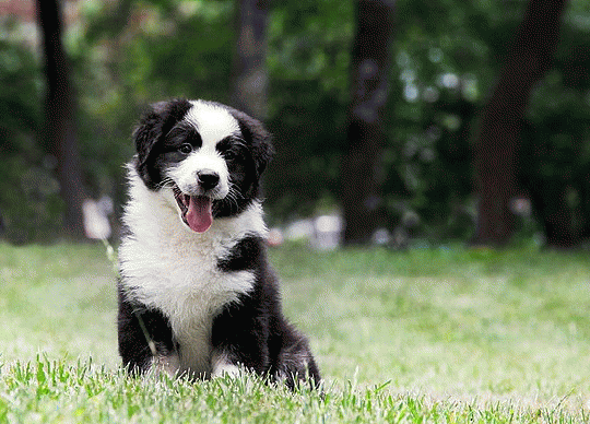 边境牧羊犬咬人吗?是否要人取决于教导