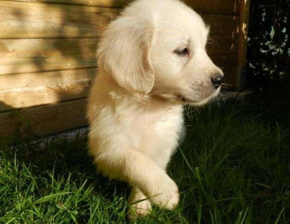金毛幼犬喂什么狗粮?自然是专用的较好