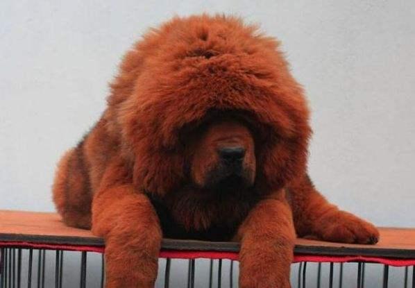 藏獒吃什么?不仅仅只吃肉