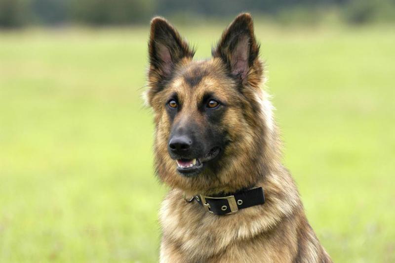 小型牧羊犬品种有哪些?该怎么训练它们