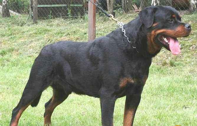 罗威纳犬怎样训练,对于它们训练一定要严厉严格