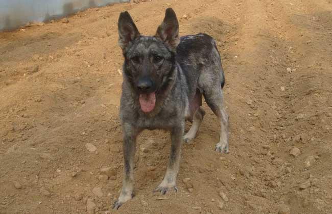 德牧吃什么狗粮好？合适的食物有这些