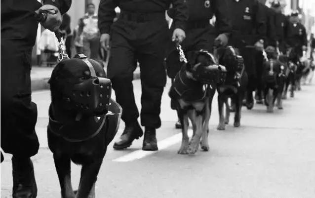 罗威纳犬看家能力,小偷强盗的克星