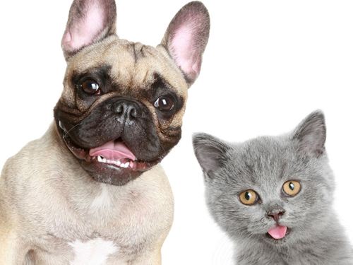 好听的宠物名字 最独特霸气名字大全