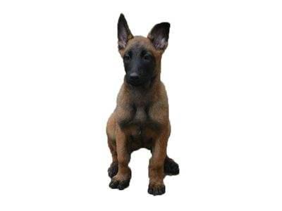 适合马犬狗狗名字大全,随便挑随便选吧