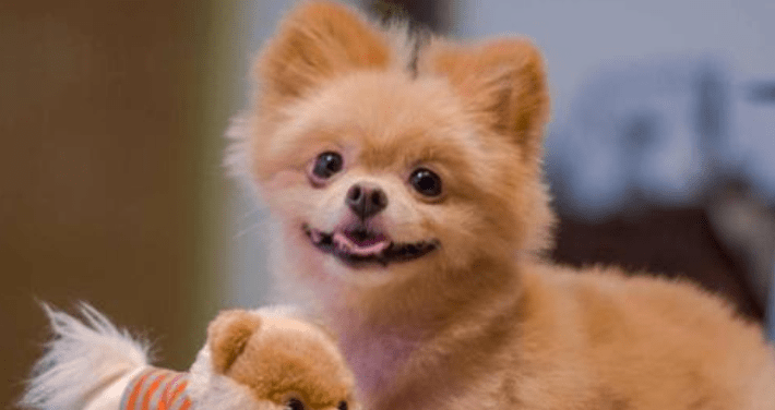 博美好还是萨摩耶好?把优缺点都对比一下