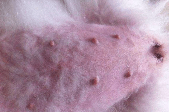 狗狗的肚子很大怎么办?注意排除这些原因