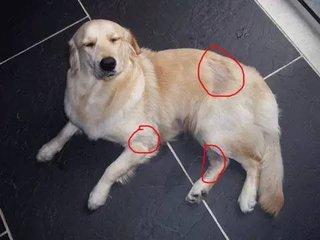 狗的皮肤病怎么治疗?六种情况的处理方式