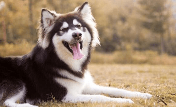 阿拉斯加雪橇犬多少钱,了解套路在购买