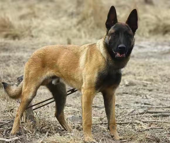 马犬拉肚子不吃东西,这些方法赶快用