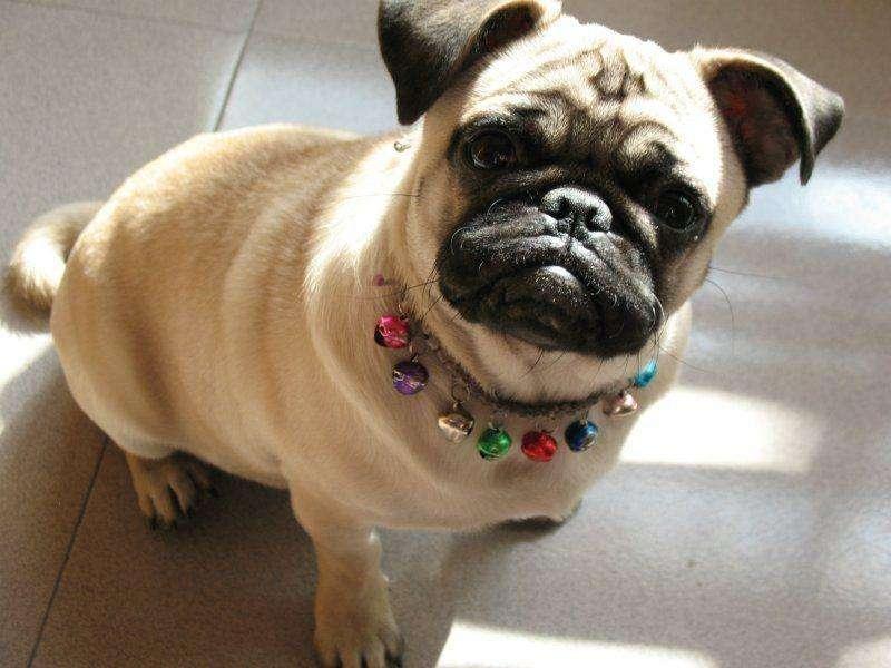 巴哥犬怎么看品相?这几点气质很重要