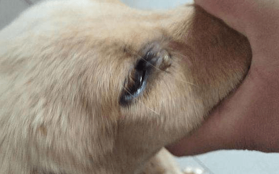 犬瘟能治好吗，又该如何治疗你知道吗？