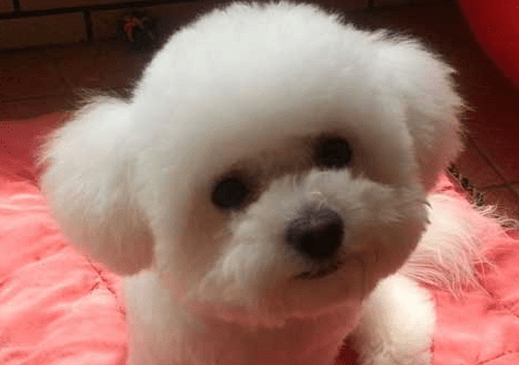 比熊犬怎么训练,掌握这些搞定它并不难