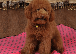 火车上能带宠物吗,出门怎么携带宠物?