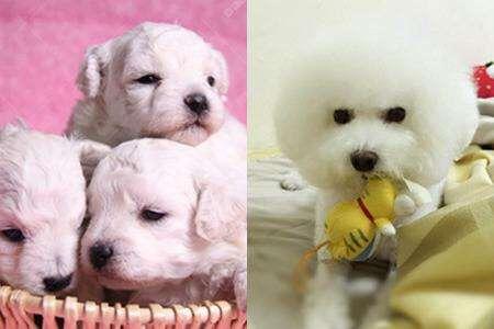 比熊犬一般有多大呢?小型犬能大哪去
