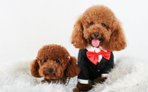 不掉毛的狗，排行大比拼