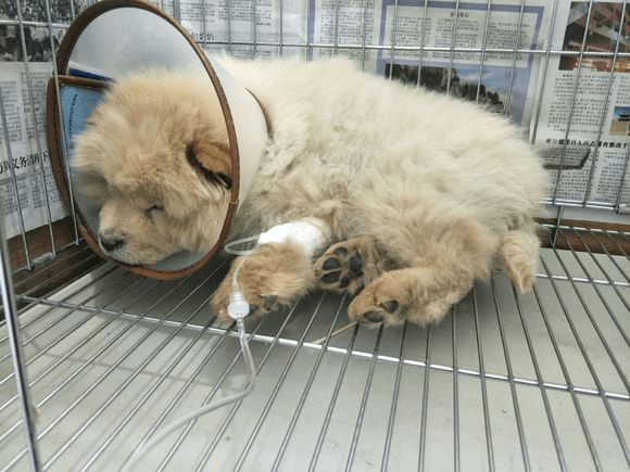 小狗得了细小怎么办？分阶段你要时刻关心着