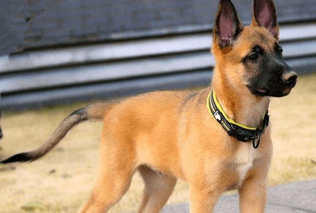 马犬见生人不叫怎么办？要针对性的训练下了