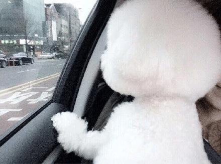 比熊犬长大后的样子,你看看是你想象的吗
