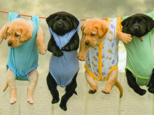 好听的小狗名字,不重名快快收藏