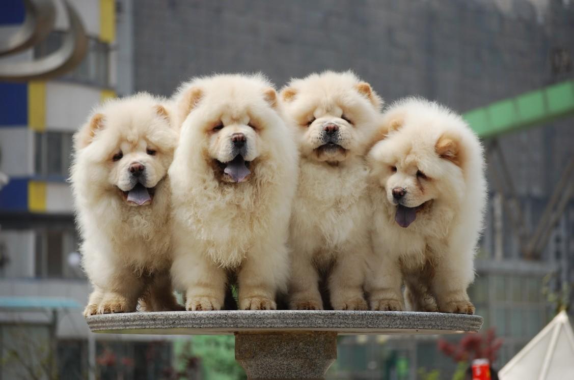 松狮犬能长多大,真相竟然是这样的