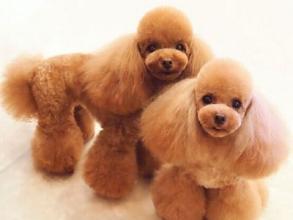 贵宾犬不吃东西呕吐怎么办？要排查下这些原因