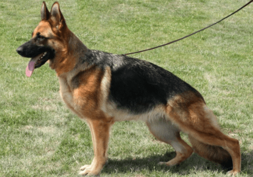 边境牧羊犬打得过德牧吗?不看这些又怎会知道