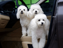 贵宾犬鼻子变色怎么办？有可能是这些原因