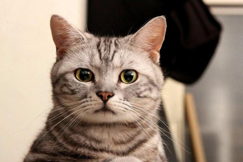 猫为什么要绝育,看完这些你自然就懂了