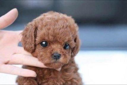 泰迪不喜欢主人的表现,这几个动作就能够表明