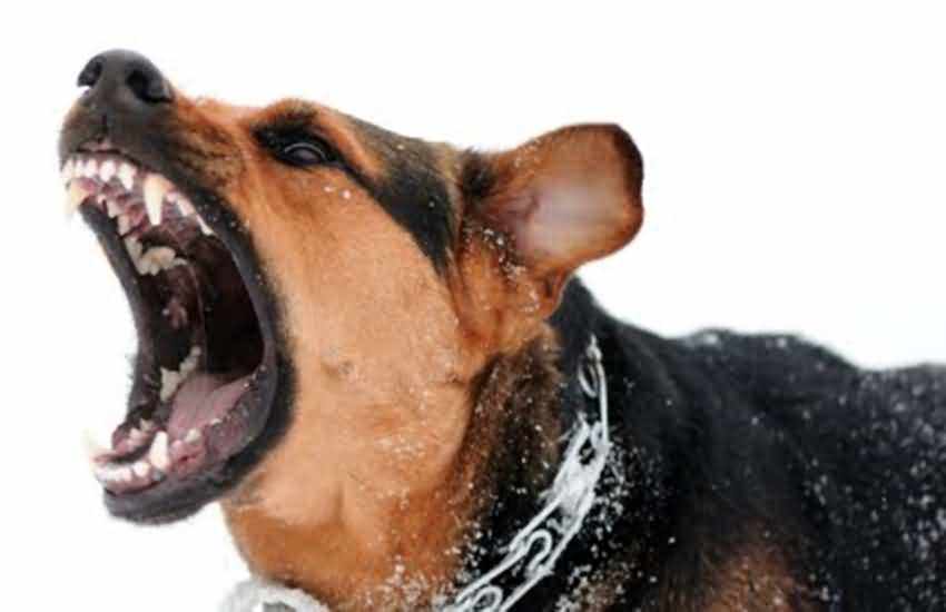 打狂犬疫苗注意事项？这些小措施你了解吗