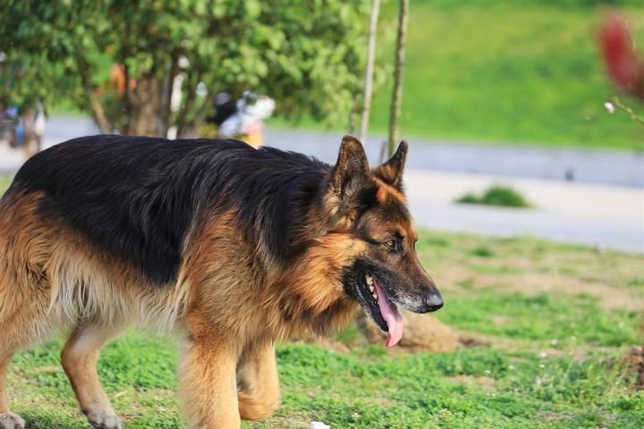 黑背犬怎么训练  看看警犬训练员是怎么做的