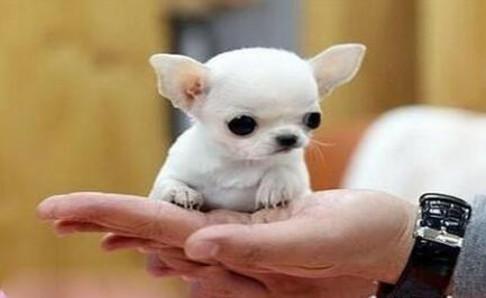 吉娃娃一般什么人养？当然是喜欢它的人养啊
