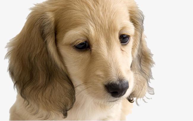 狗狗不配合训练怎么办？好的方法才会事半功倍