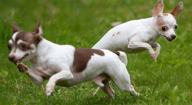吉娃娃吃什么,饮食请注意这些