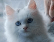 小猫什么时候断奶?饲养奶猫要小心