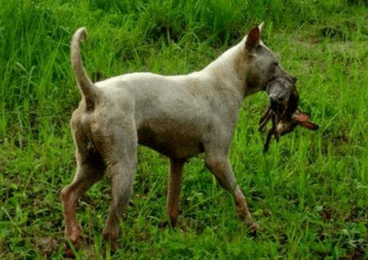 怎么训练狗打猎?关键就在于合适的方法