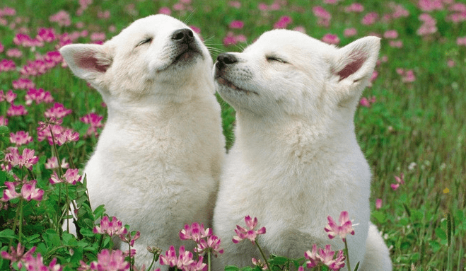 萨摩耶发烧了怎么办?这些征兆你要知道