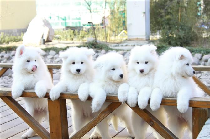 狗能吃冰淇淋吗?想吃就给它吃一点吧