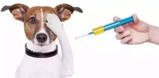 狗发烧的症状？出现这些小细节你该注意了