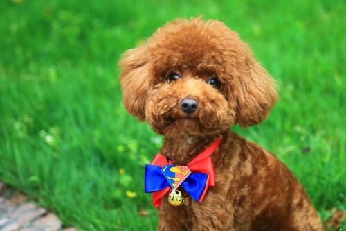 泰迪智商相当于几岁？可别小瞧了它