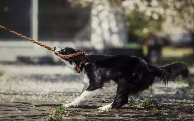 边境牧羊犬战斗力如何?直观的来说下