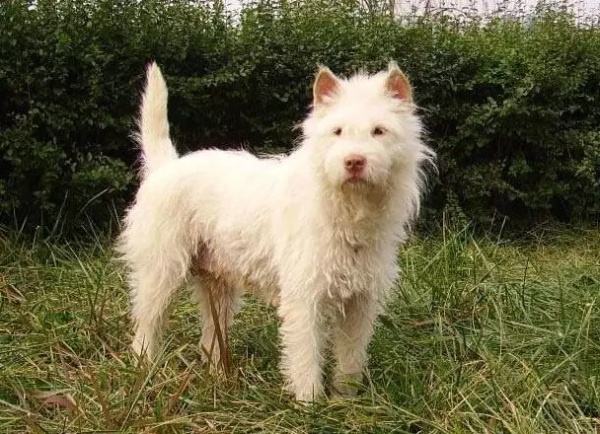 下司犬厉害吗，&ldquo;中华名猎&rdquo;世界第三