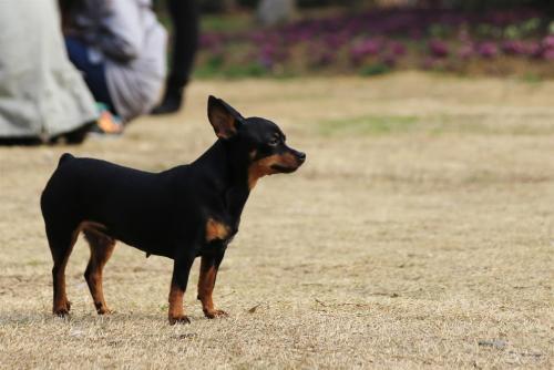 小鹿犬怎么样?给你一份详细的介绍
