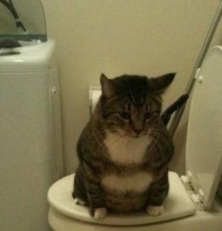 猫咪便秘怎么办？首先就的找出原因