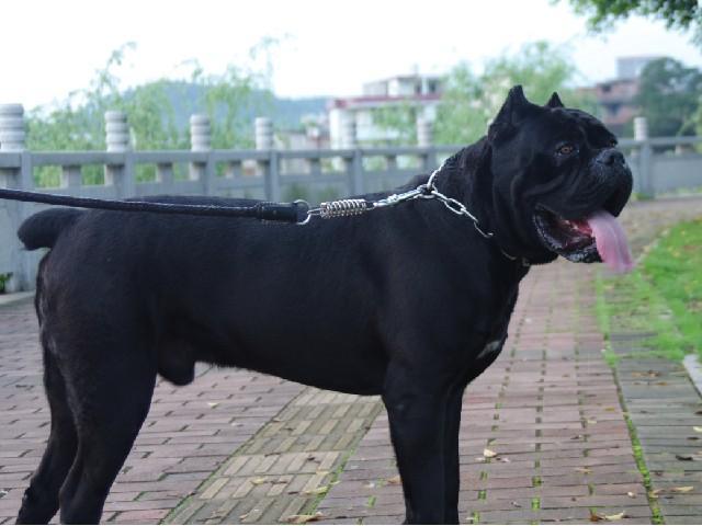 卡斯罗咬人吗？禁养犬可不是闹着玩的