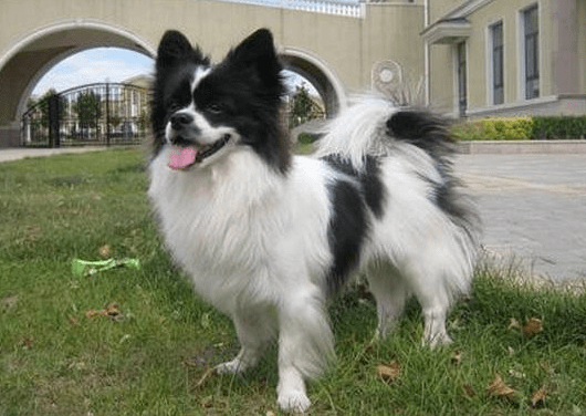 蝴蝶犬必须吃狗粮吗？根据自身的情况可以这样来